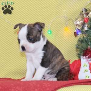 Nicholas, Boston Terrier Puppy